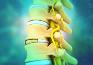 Human spine, vertebrae anatomy on science background. 3d illustration